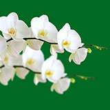  Orchid 