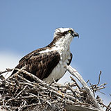  Osprey 