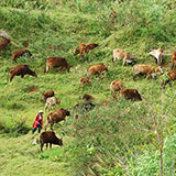  Oxen 
