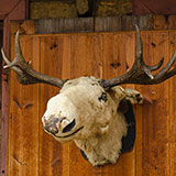  Trophy 