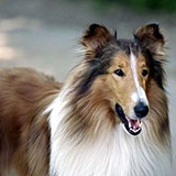  Lassie 