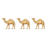  Camels 