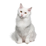  Angora 
