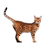  Bengal 