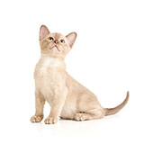  Burmese 