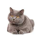  Chartreux 