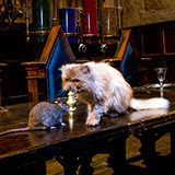  Crookshanks 