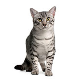  Egyptian Mau 