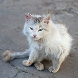  Feral 