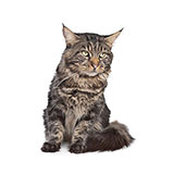  Maine Coon 