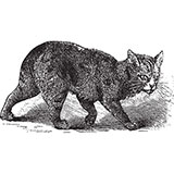  Manx 