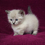  Munchkin 