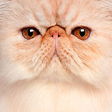  Persian 