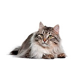  Siberian 