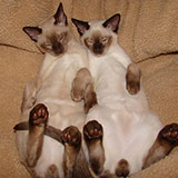  Tonkinese 