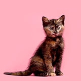  Tortoiseshell 