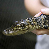  Alligator 