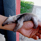  Anteater 