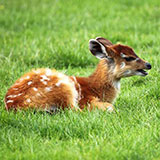  Antelope 