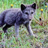  Arctic Fox 