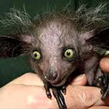  Aye-aye 