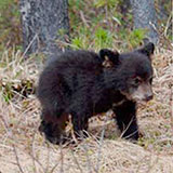  Black Bear 