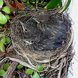  Blackbirds 