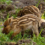  Boar 
