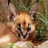  Caracal 