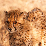  Cheetah 