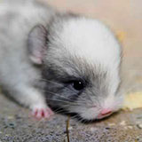  Chinchilla 