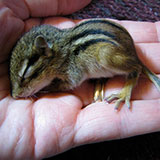  Chipmunk 