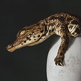  Crocodile 