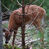  Deer 