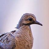  Dove 