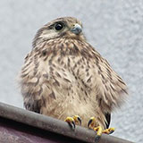  Falcon 