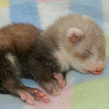  Ferret 