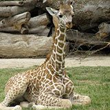  Giraffe 