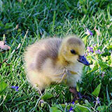  Goose 