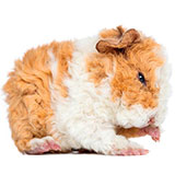  Guinea Pig 