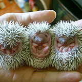  Hedgehogs 
