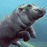  Hippo 