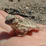  Horned Lizard 