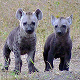  Hyenas 