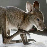  Kangaroo 