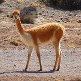  Llama 