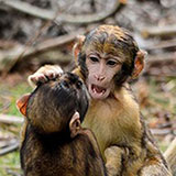  Macaques 