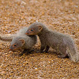 Mongooses 