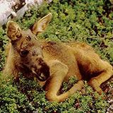  Moose 