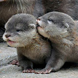  Otters 